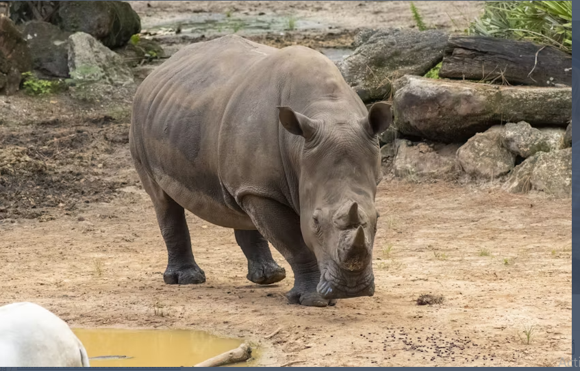 Admission to Brevard Zoo in Melbourne - Image 4